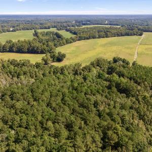 Aerial view of a forest