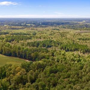 Bird's eye view of a forest