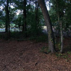 View of undeveloped land