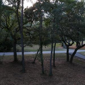 View of home's community with a yard
