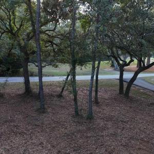 View of property's community with a yard