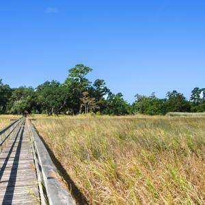 Photo #8 of Lot 5 Whitehall Ave., Georgetown, SC 18.7 acres