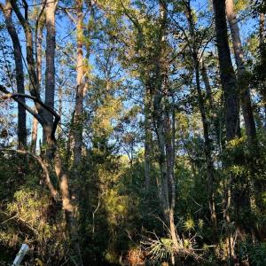 Photo #8 of TBD Oak St., Georgetown, SC 1.5 acres