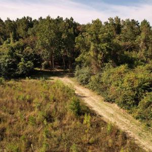 Photo #7 of 14.81 Acres-TBD Deerfield Rd., Johnsonville, SC 14.8 acres