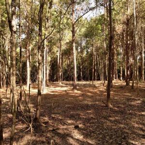 Photo #4 of 14.81 Acres - Deerfield Rd., Johnsonville, SC 14.8 acres