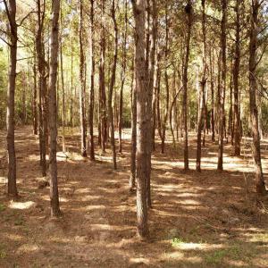 Photo #2 of 14.81 Acres - Deerfield Rd., Johnsonville, SC 14.8 acres