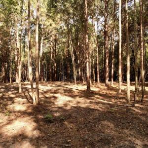Photo #6 of 14.81 Acres - Deerfield Rd., Johnsonville, SC 14.8 acres