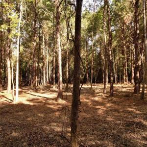Photo #5 of 14.81 Acres - Deerfield Rd., Johnsonville, SC 14.8 acres