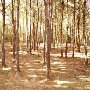 Photo #3 of 14.81 Acres - Deerfield Rd., Johnsonville, SC 14.8 acres