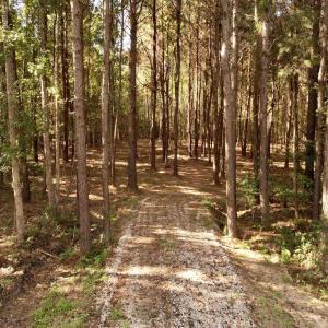 Photo #9 of 14.81 Acres - Deerfield Rd., Johnsonville, SC 14.8 acres