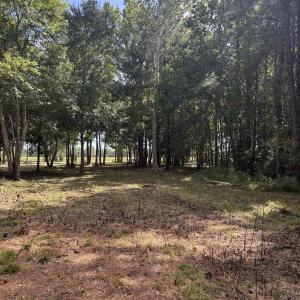 View of yard with view of scattered trees