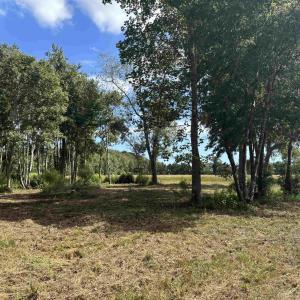 View of undeveloped land