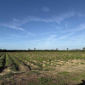 Photo #20 of 66.5 Acres-TBD Baxley Rd., Hemingway, SC 66.5 acres