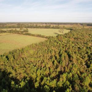 Photo #12 of 66.5 Acres-TBD Baxley Rd., Hemingway, SC 66.5 acres