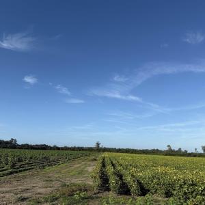 Photo #19 of 66.5 Acres-TBD Baxley Rd., Hemingway, SC 66.5 acres