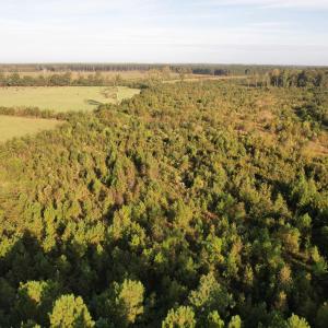 Photo #4 of 66.5 Acres-TBD Baxley Rd., Hemingway, SC 66.5 acres