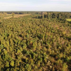 Photo #13 of 66.5 Acres-TBD Baxley Rd., Hemingway, SC 66.5 acres