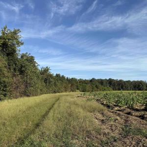Photo #18 of 66.5 Acres-TBD Baxley Rd., Hemingway, SC 66.5 acres