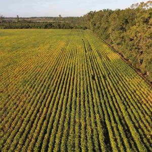 Photo #11 of 66.5 Acres-TBD Baxley Rd., Hemingway, SC 66.5 acres