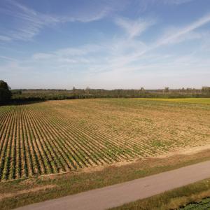 Photo #15 of 66.5 Acres-TBD Baxley Rd., Hemingway, SC 66.5 acres