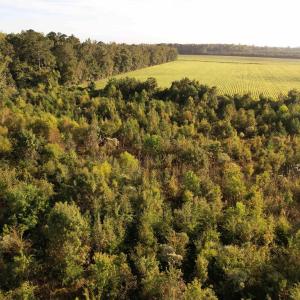 Photo #9 of 66.5 Acres-TBD Baxley Rd., Hemingway, SC 66.5 acres