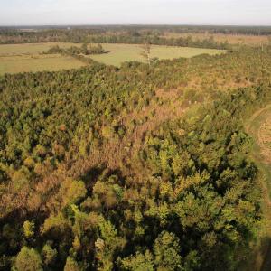 Photo #6 of 66.5 Acres-TBD Baxley Rd., Hemingway, SC 66.5 acres