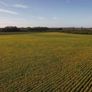 Photo #10 of 66.5 Acres-TBD Baxley Rd., Hemingway, SC 66.5 acres