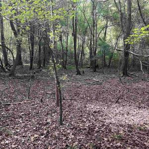 View of undeveloped land