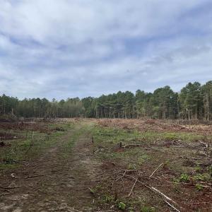 Cleared for 5 acre dove field or duck impoundment.