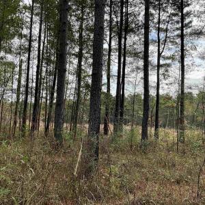 View of undeveloped land
