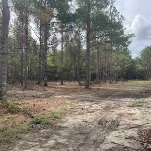 View of wooded area