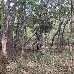 View of wooded area
