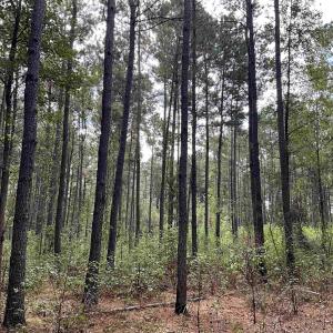 View of tree filled area
