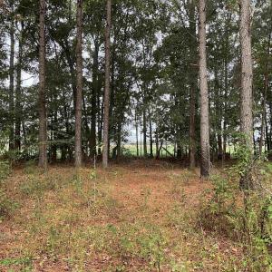 View of local wilderness