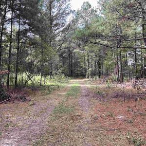 View of dirt / gravel road with a forest view