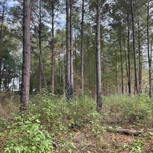 View of wooded area