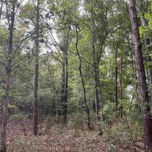 View of wooded area