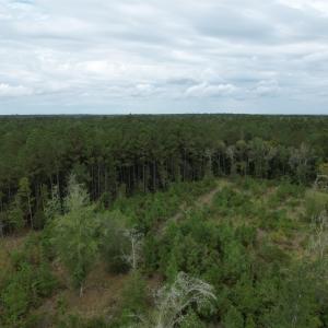 View of woods