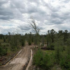 View of woods