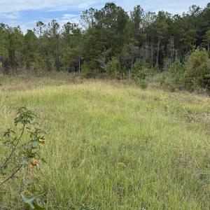 View of wooded area
