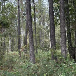 View of woods