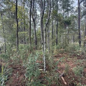 View of woods