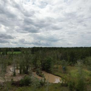 View of tree filled area