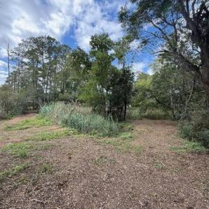 View of local wilderness