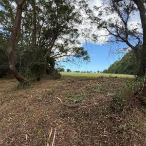 View of local wilderness