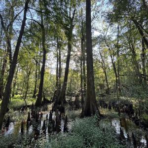 View of local wilderness