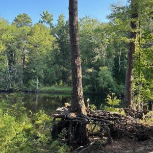 View of wooded area with a water view