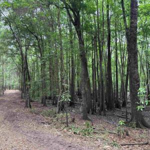View of tree filled area