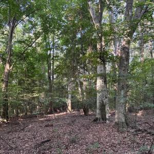 View of woods