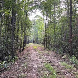 View of dirt / gravel road with a forest view
